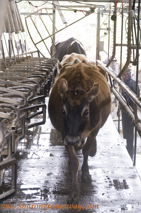red shed, jersey, cows, milking, #redshed,