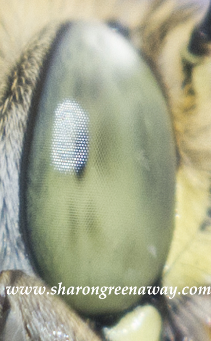 Guess what creature this eye belongs to?