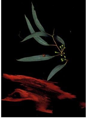 after the rain 4 001