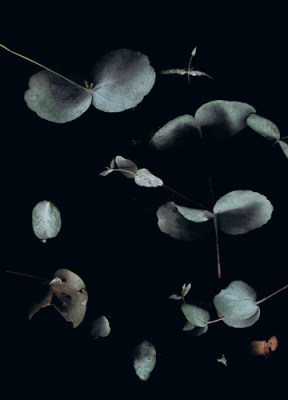 eucalypts young 5 001