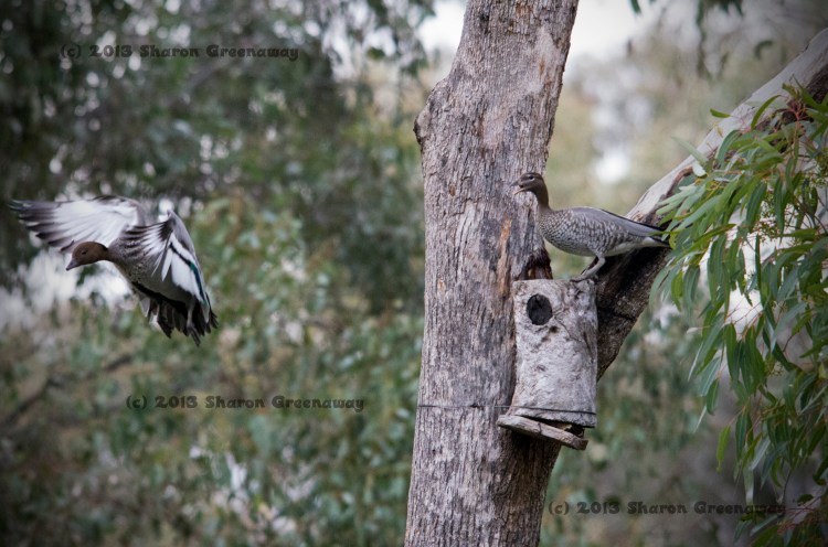 Australian Wood Duck
