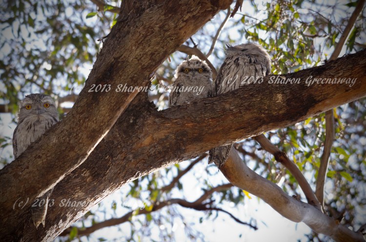 Tawny Frogmouth Family 2013 Junortoun Victoria
