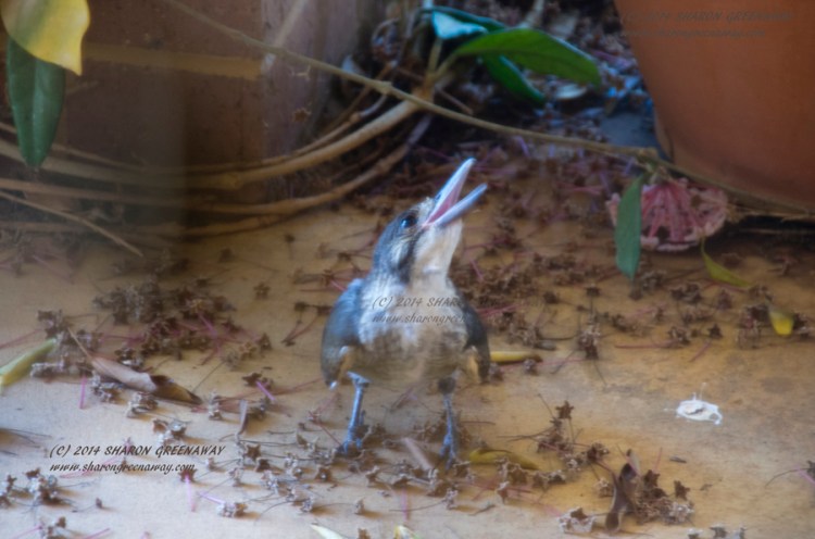 Young Grey Butcherbird tries to keep cool