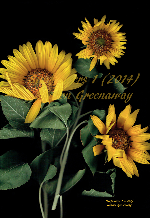 Sunflowers 1 Photogram