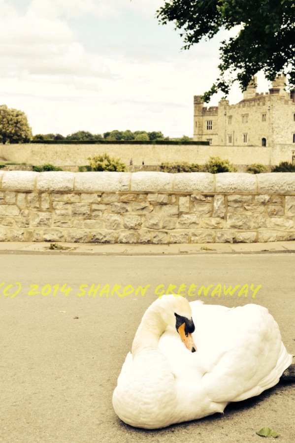 Picture postcard Leeds Castle