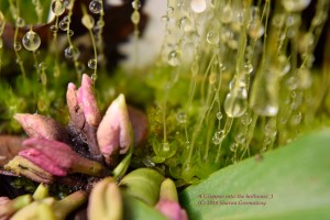 a_glimpse_into_the_hothouse_1