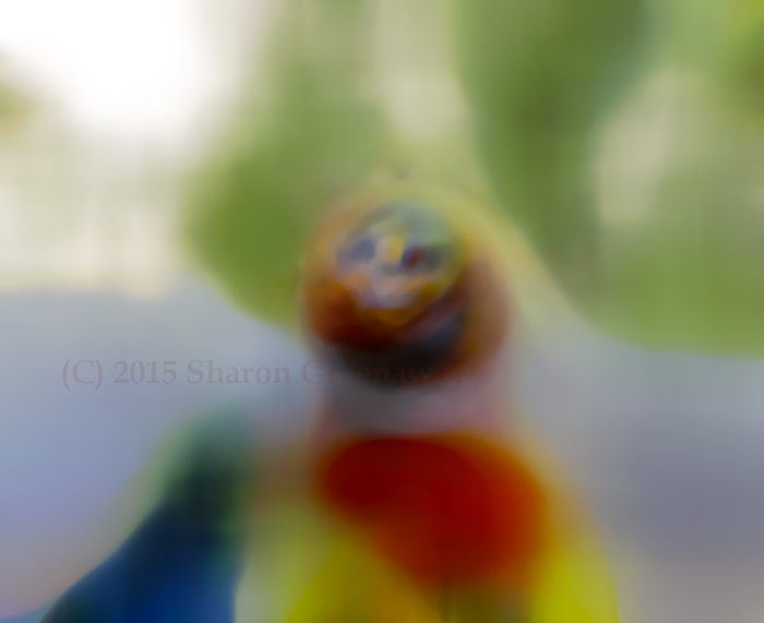 O_0301153567_copyrightfornet