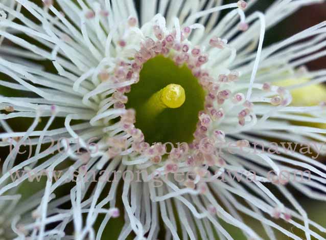 3AMPS_GOLDEN_LANDSCAPE