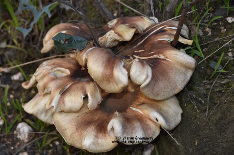 FUNGI_ BENDIGO_BUSH_DSC_0216.jpg