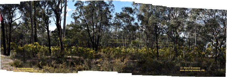 AUSTRALIAN FLORA BENDIGO