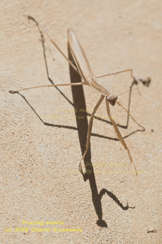 SUMMER_MANTIS_DSC_0123.jpg