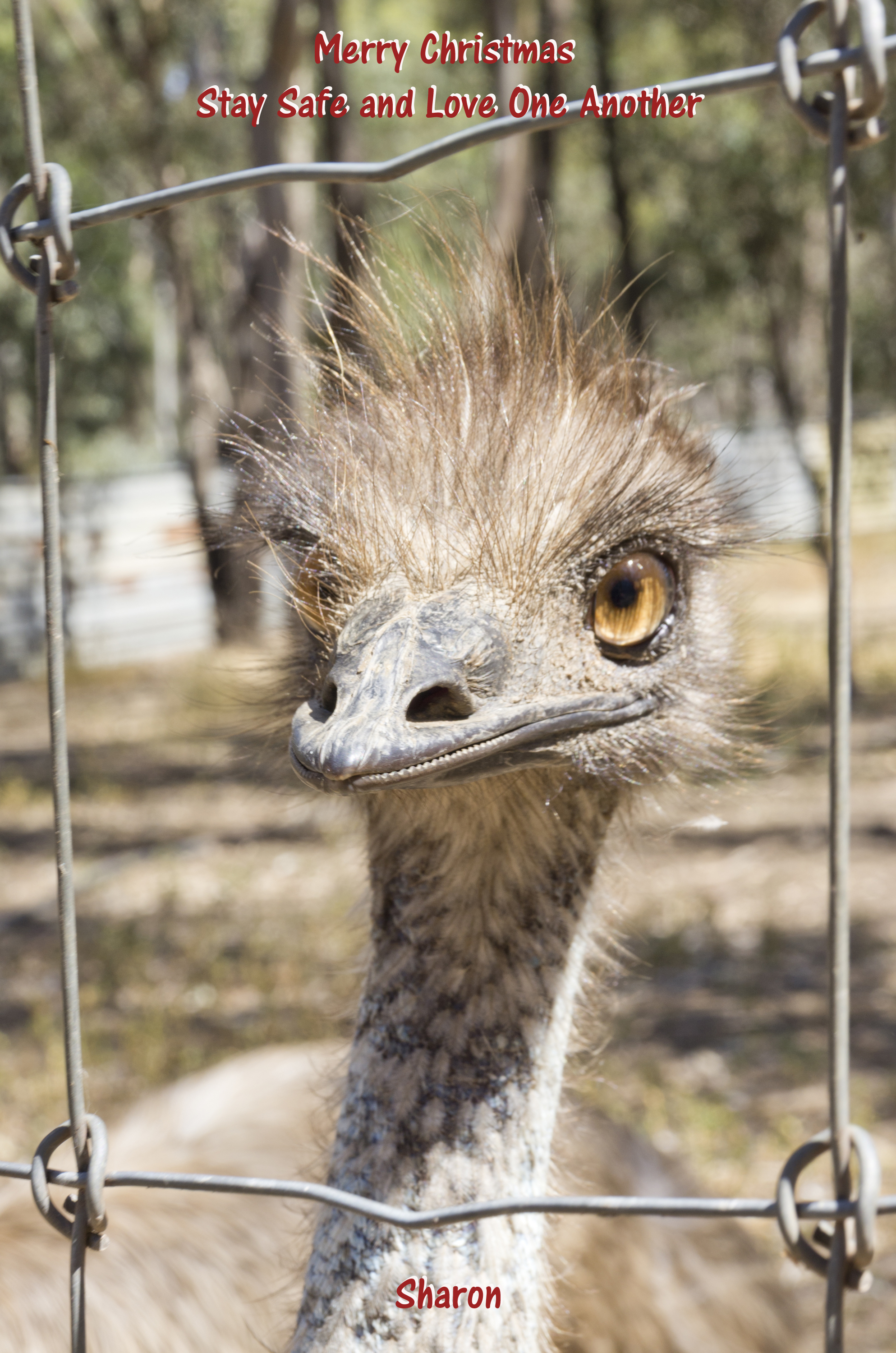 Xmas greeting 2018.jpg