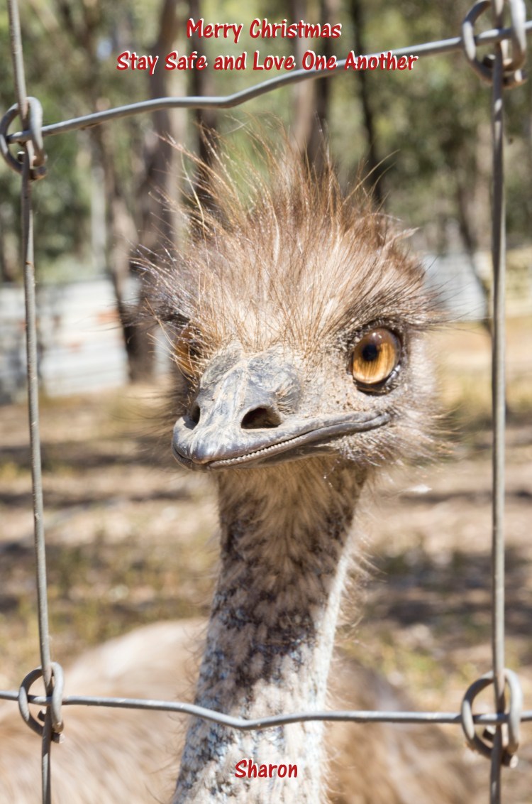 Xmas greeting 2018.jpg